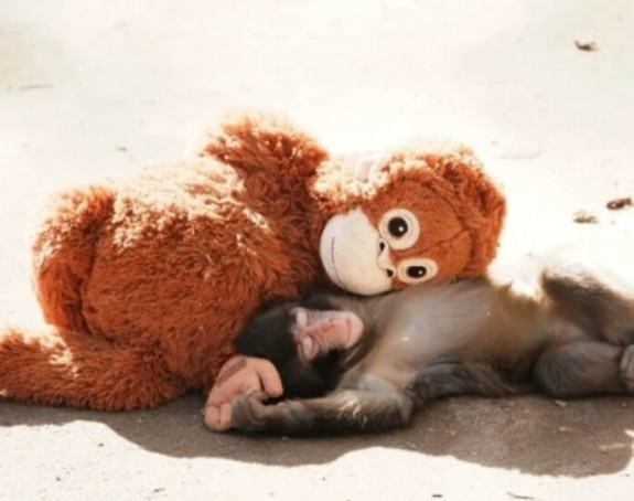 Коначно је добио свој први загрљај - мајмунче Пунч
