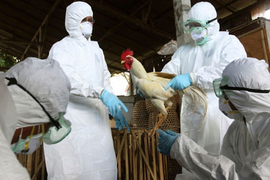 Na farmi u Republici Srpskoj potvrđen ptičiji grip