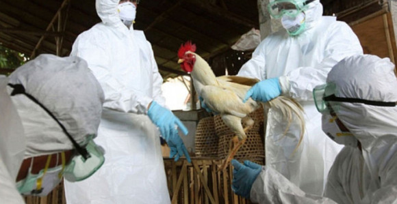 Na farmi u Republici Srpskoj potvrđen ptičiji grip