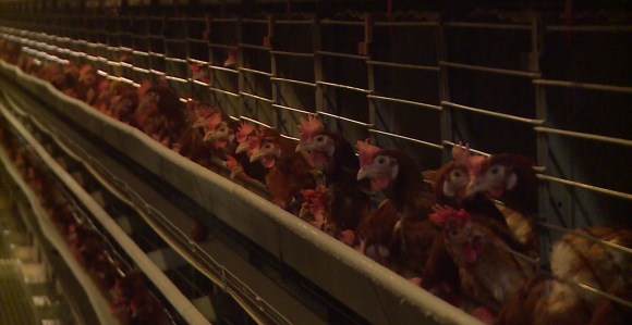 Petrovo: Eutanazirano 62.000 peradi zbog ptičijeg gripa