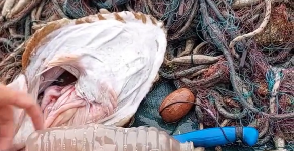 Pogledajte šta je ribar izvukao iz utrobe ribe (VIDEO)