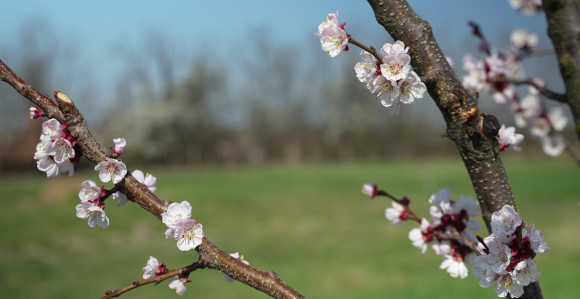 Претежно сунчано уз пролазну облачност, до 21 степен