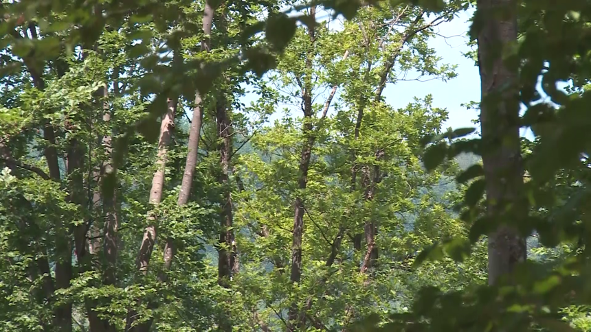 Ekokriminal kao najbrži put do pranja novca kroz nekretnine