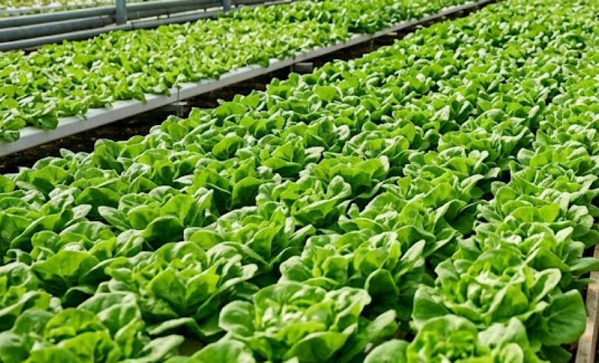 Револуција у Кини: На само 100 квадрата расте 50 тона салате