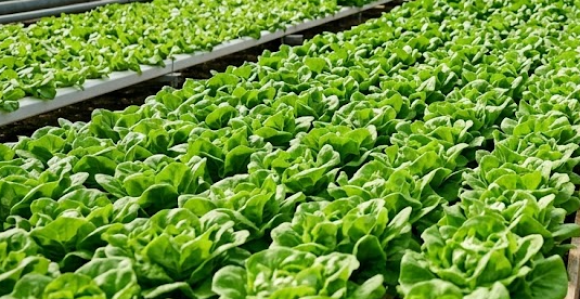 Revolucija u Kini: Na samo 100 kvadrata raste 50 tona salate