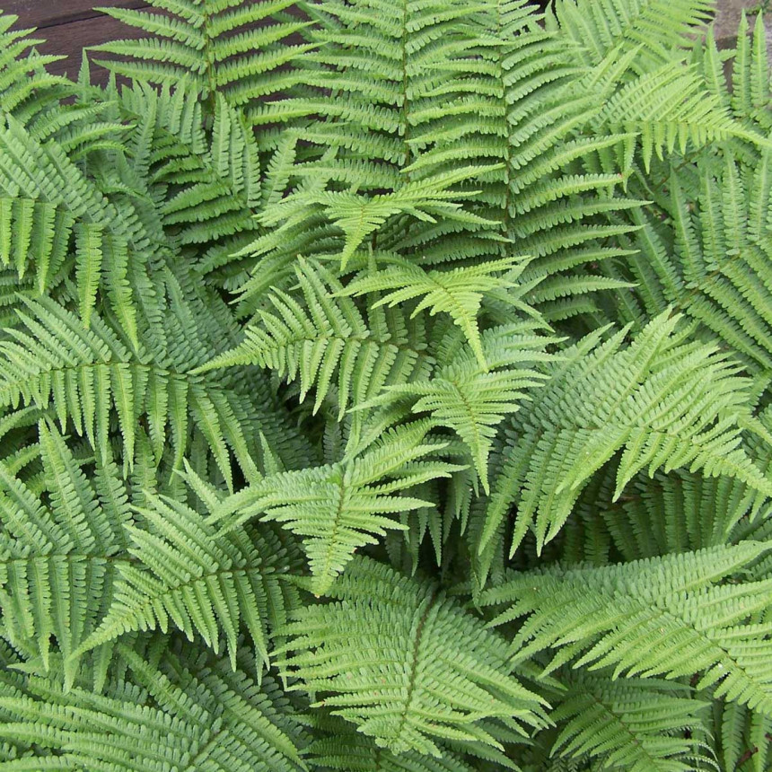 Пет собних биљака које љети хладе као клима уређај