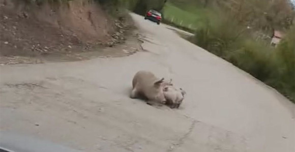 Na putu Foča - Šćepan Polje oprasila se krmača