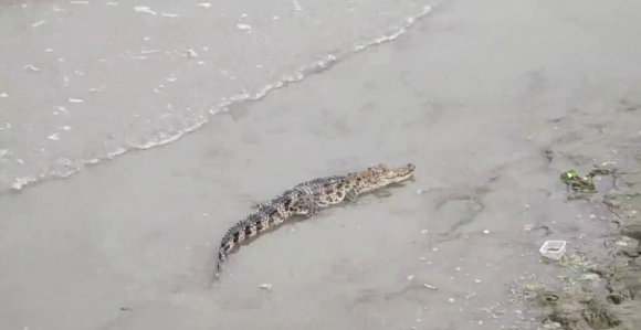 Krokodil ušetao u hotel i tražio hranu, pogledajte video