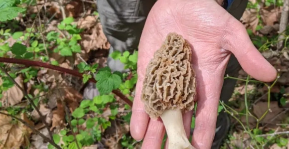 Sezona šumskog mesa: Ovo je gljiva koja se prodaje za 30 KM