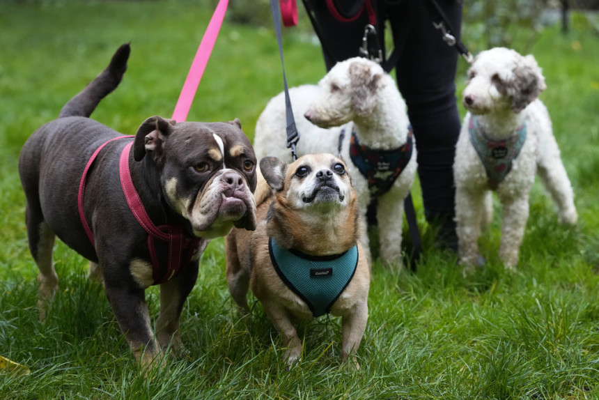 Шпанија има скоро двоструко више љубимаца него дјеце