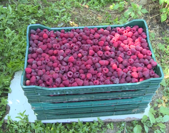 Malina dobro rodila, ali je cijena otkupa neizvjesna