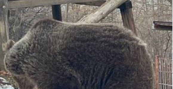 Medvjed usmrtio konja na imanju nadomak Foče