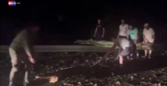 Idete na more? Može, ali prvo sami sklonite drvo sa puta (VIDEO)