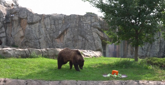 Pas spasao dječaka koga je u dvorištu napao medvjed (VIDEO)