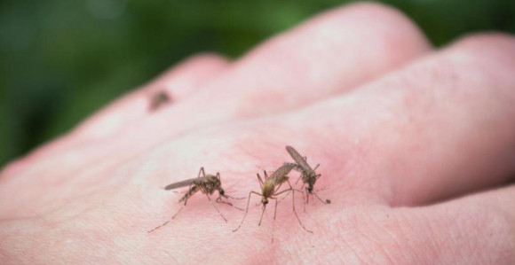 Evropom se ubrzano širi virus Zapadnog Nila