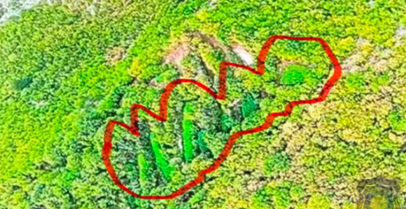 Откривене велике плантаже канабиса у Херцеговини (ФОТО)