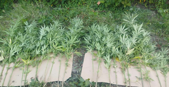 Doboj: Policija našla plantažu kanabisa, dvije osobe uhapšene