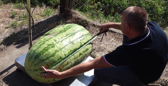 Čudo neviđeno: Lubenica teška 84 kilograma (VIDEO)