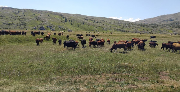 Kalinovik: Potražnja za junicama od 8.000 KM veća od ponude