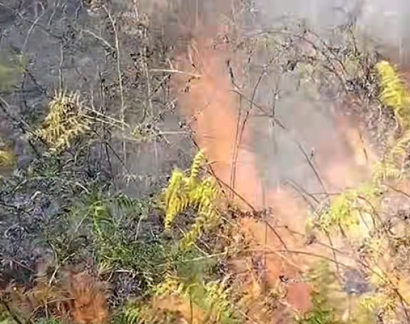 Požar u Osojnici na Ozrenu, gori 200 duluma šume (VIDEO)