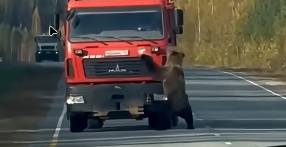 Medo izašao na put i igrao se s teretnjakom (VIDEO)