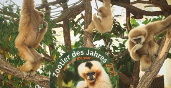 VIDEO: Majmuni životinje godine