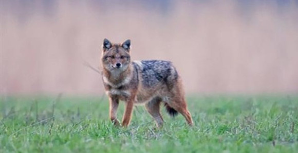 Modriča: Hajka uspjela - odstrijeljen šakal