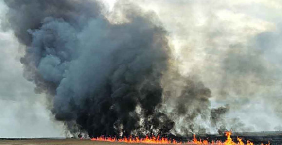 Požar: Novi Sad prekriven dimom
