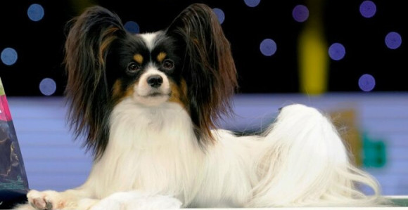 Ovo je najljepši pas na svijetu