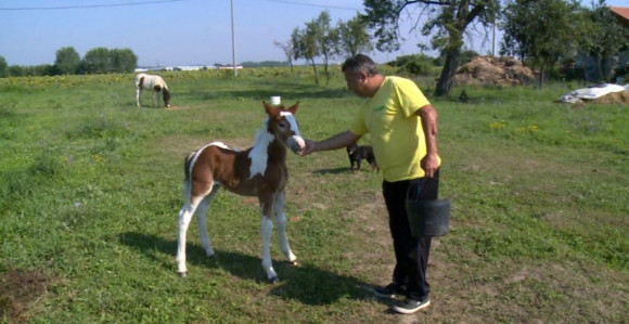 Neobično šareno ždrijebe Sember