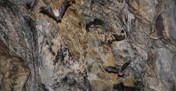 Ugrožena prirodna kolonija šišmiša