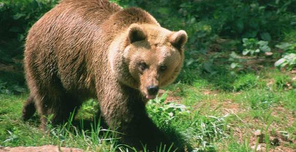 Medvjed opet napao svinje