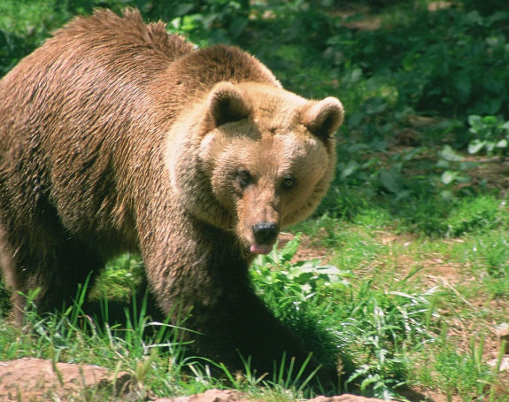 Медвјед опет напао свиње