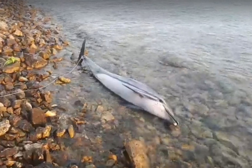 More izbacilo mrtvog delfina