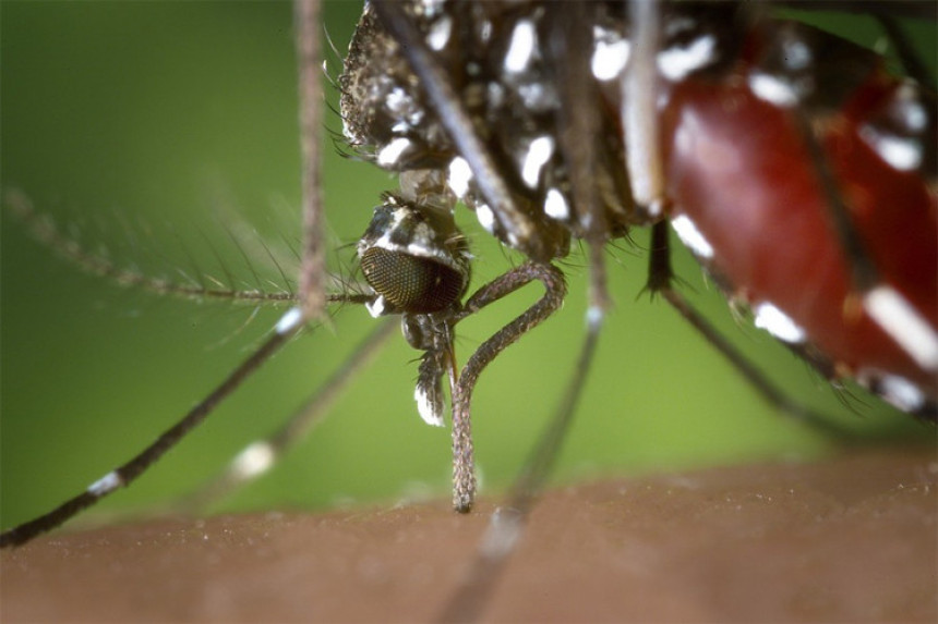 Opasni virus se proširio Evropom