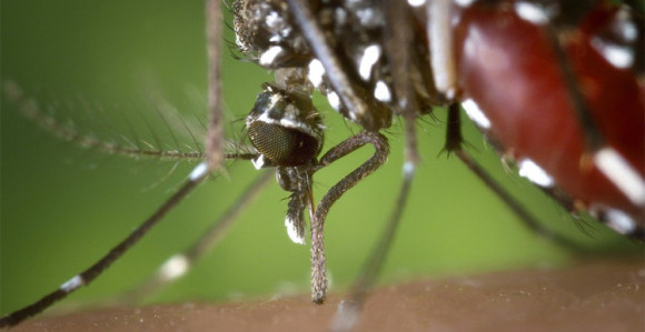 Opasni virus se proširio Evropom