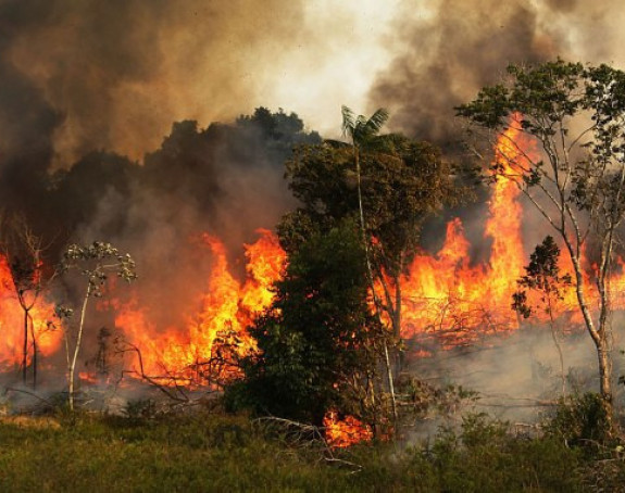 "Pluća planete" u plamenu: Ko su krivci za požare?