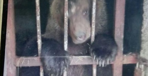 Шумарски инспектори пронашли залутало мече