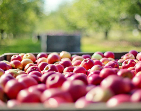 Zabranjen izvoz jabuka u Rusiju