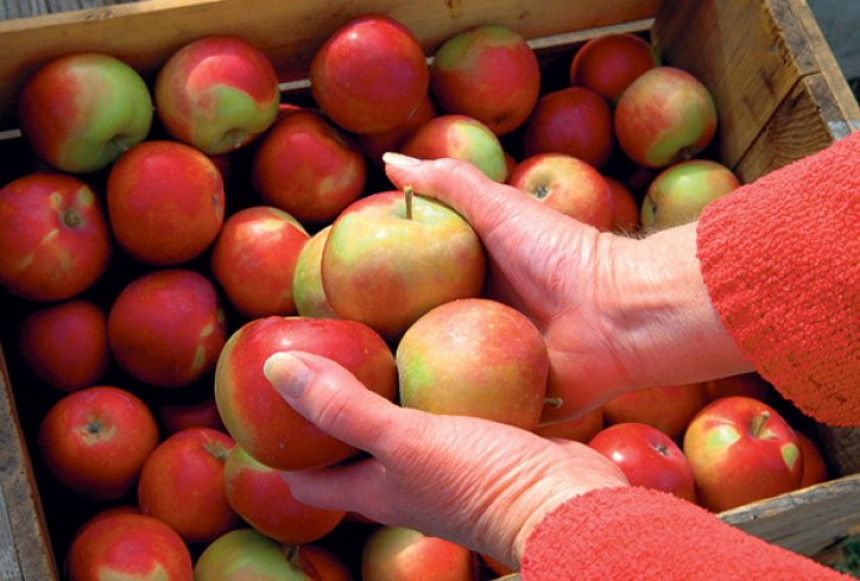 Novi Zeland: Dnevnica za berbu jabuka 160 €