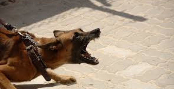 Pas izujedao djevojčicu