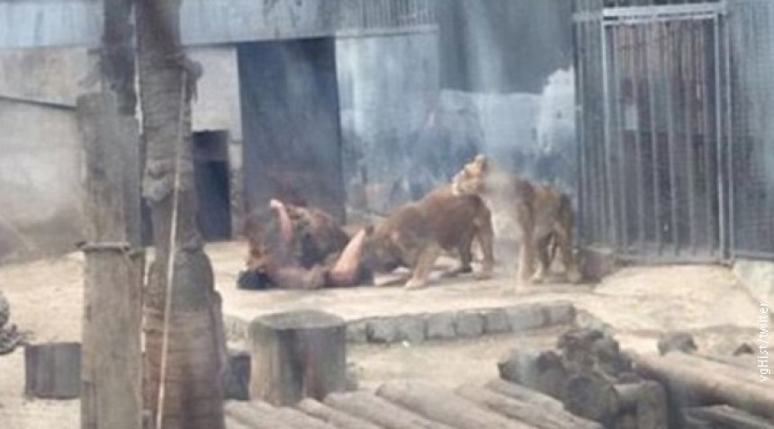 Убили лавове да спасу самоубицу