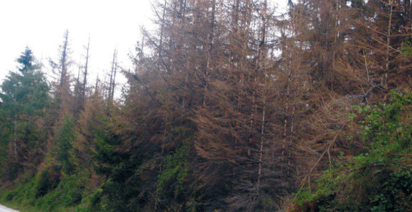 Suše se šume na romanijskom platou