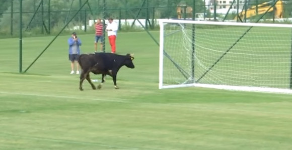 Video: 'Alo, nije ti ovo korida, već fudbalski meč!