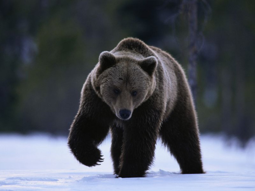 Medvjed napao ženu u Sloveniji