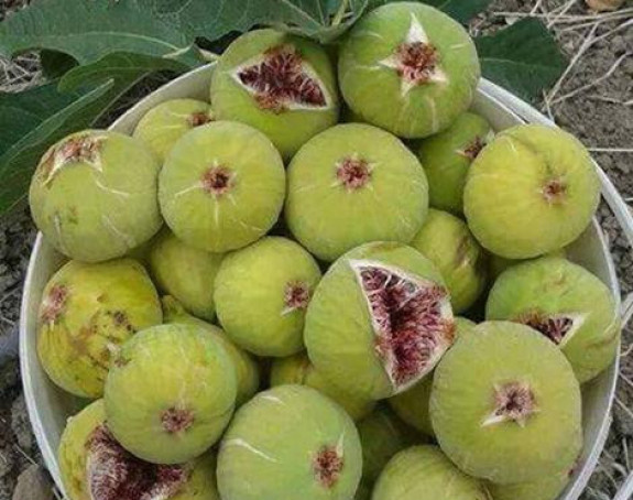 Укусне смокве су бренд Требиња