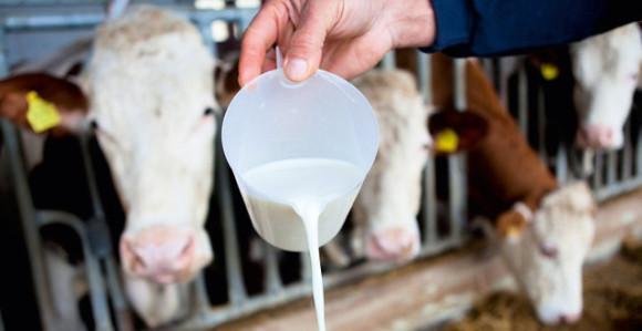 Hiljadu mljekara prestalo sa radom