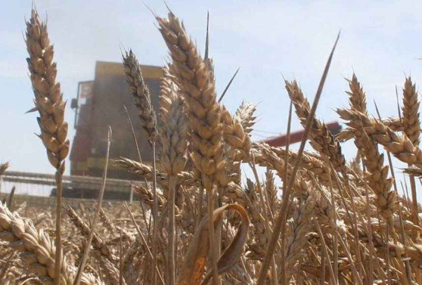 Pali snopovi pšenice vrijedni 67,9 miliona