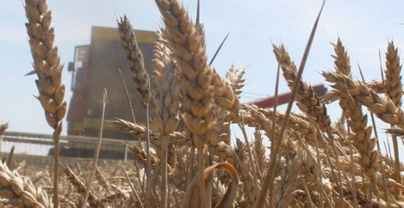 Pali snopovi pšenice vrijedni 67,9 miliona