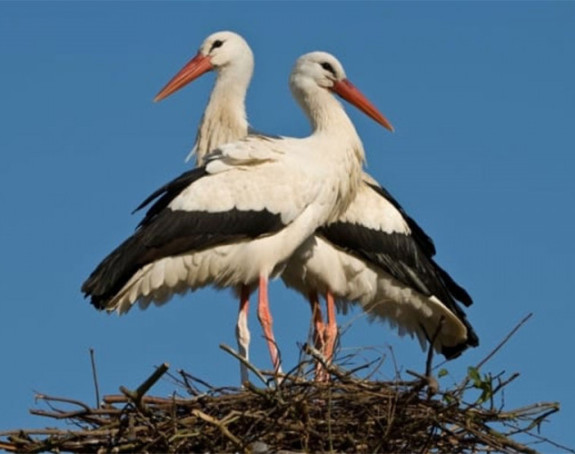 Ево зашто су се роде преселиле
